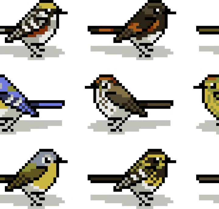 Birding Video Game