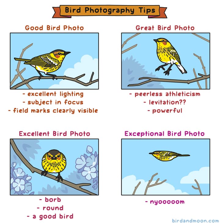 Bird Photography Tips