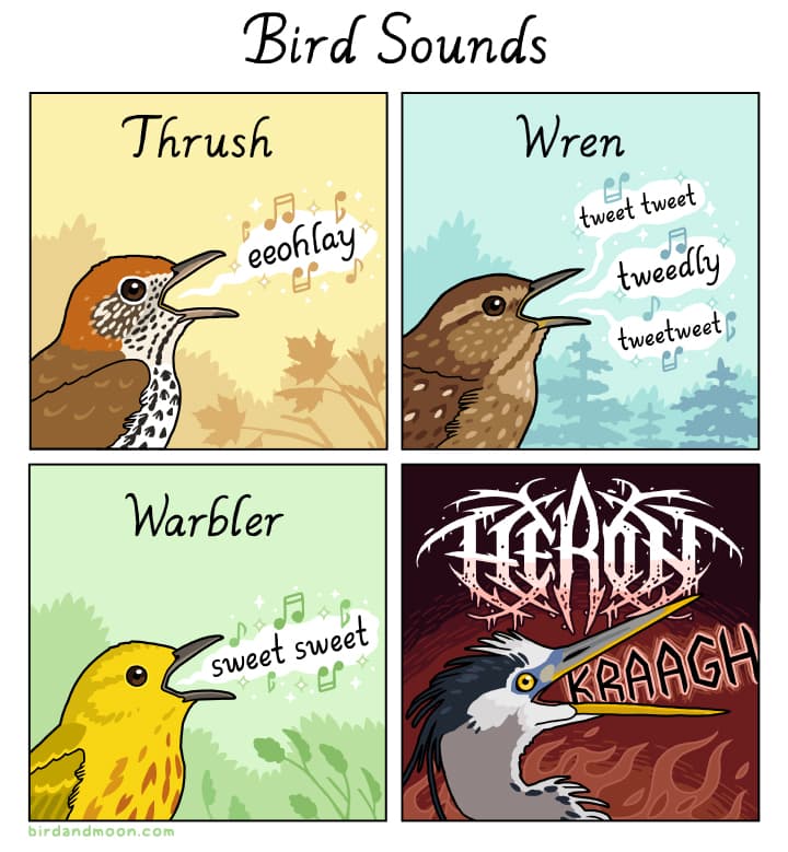 Bird Sounds Guide — Rosemary Mosco