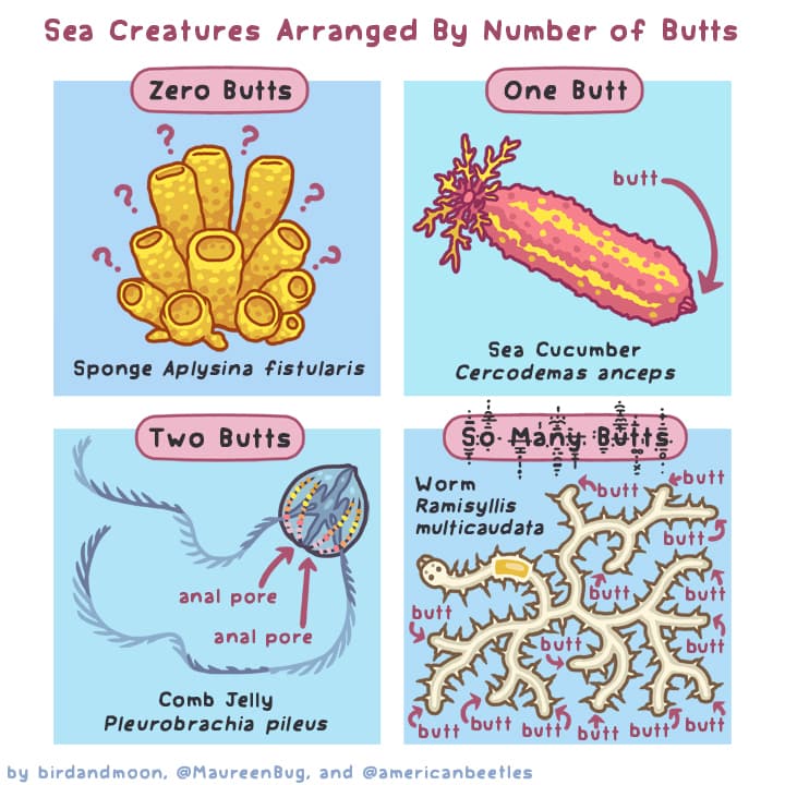 Sea Creature Butts