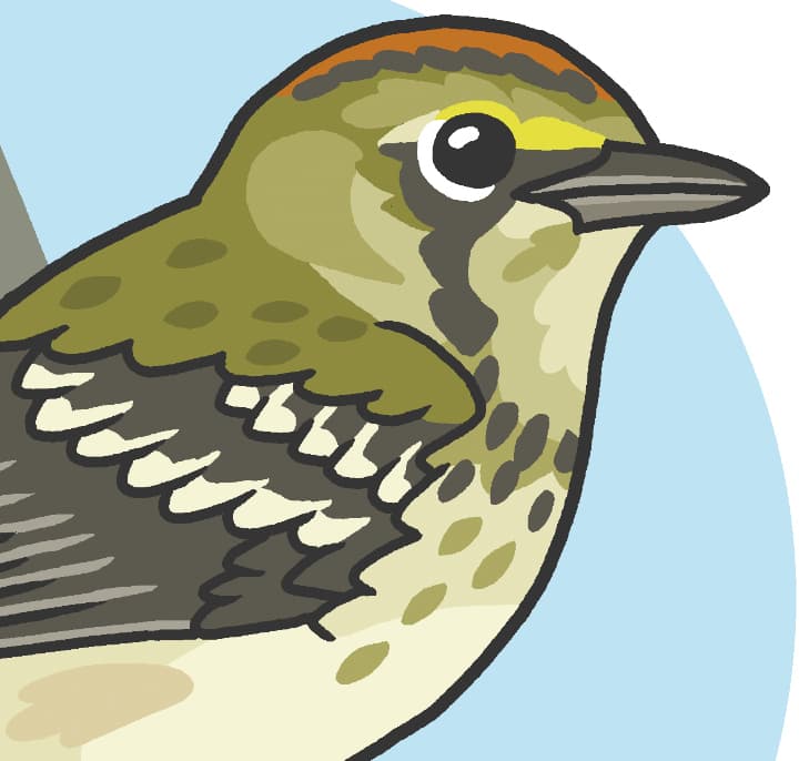 Increasingly Confusing Fall Warblers