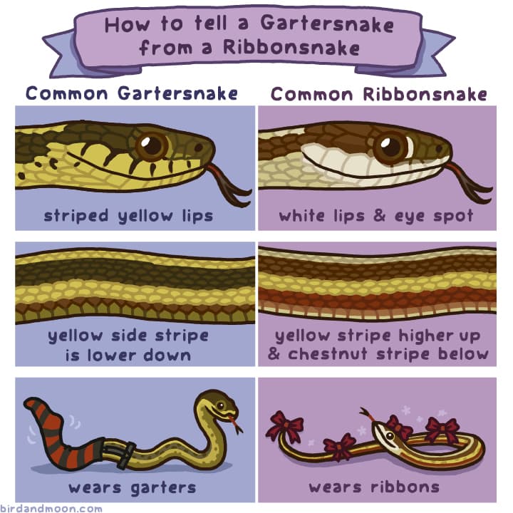 Gartersnake vs Ribbonsnake