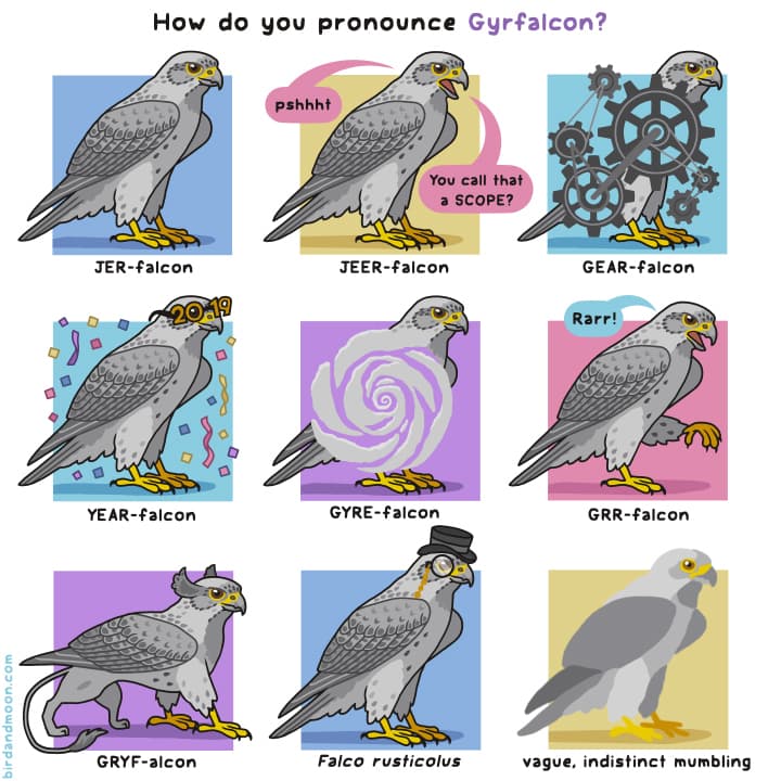 Gyrfalcon