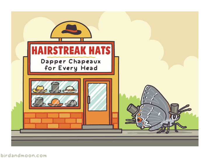 Hairstreak Hats