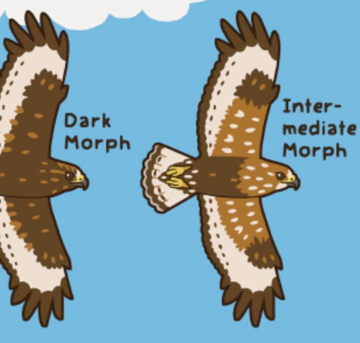 Hawk Morphs