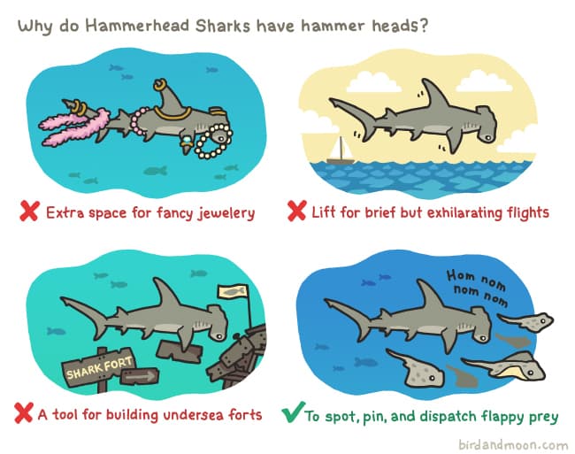 Hammerheads