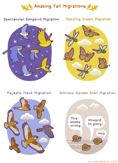 Amazing Fall Migrations