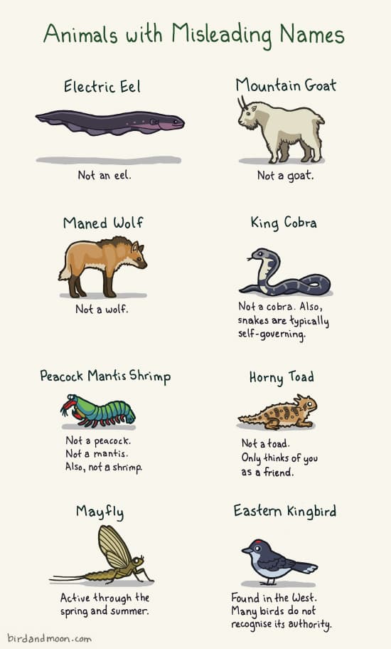 all animals names