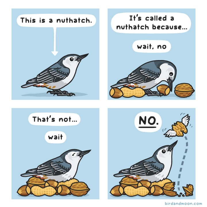 Nuthatch