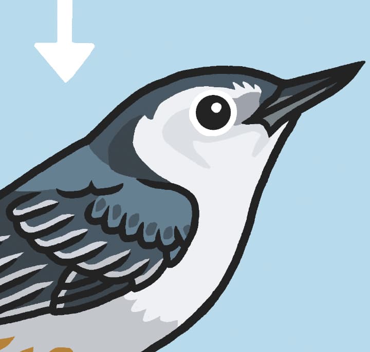 Nuthatch