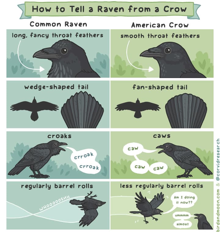 Raven vs Crow