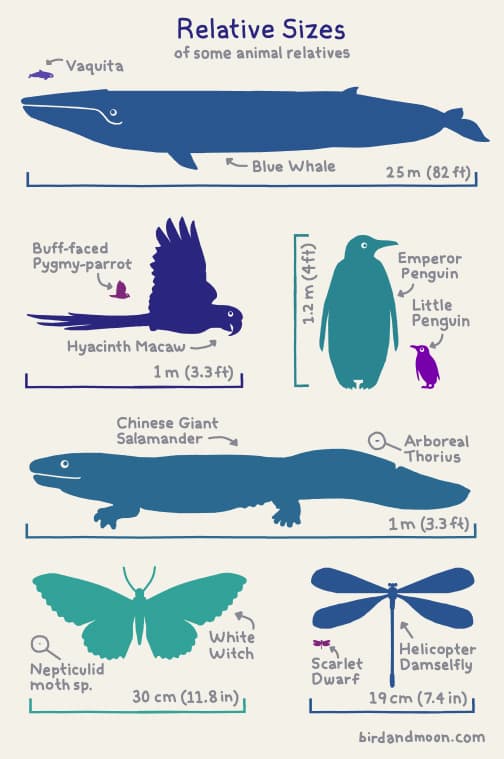 Relative Sizes