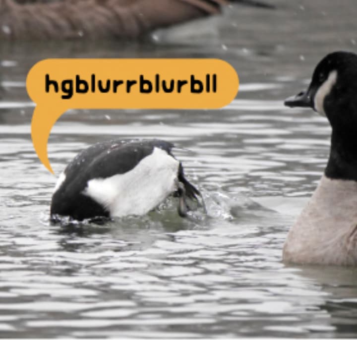 Ring-necked Duck