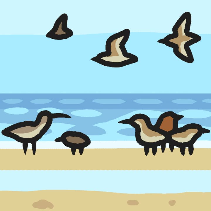 Shorebirding