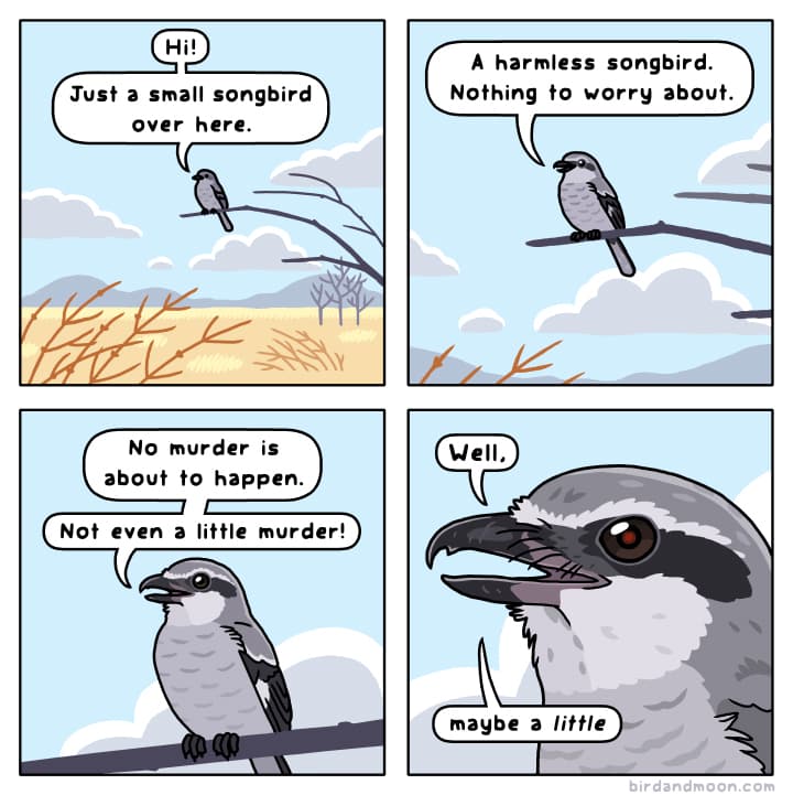 Northern Shrike — Rosemary Mosco