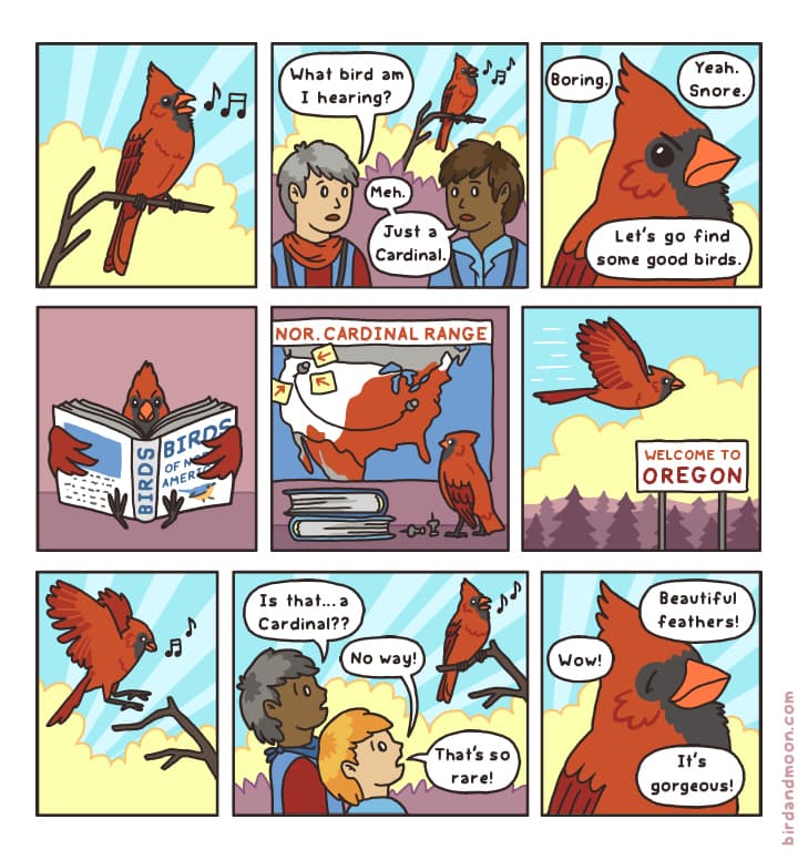 Wayward Birds Explained