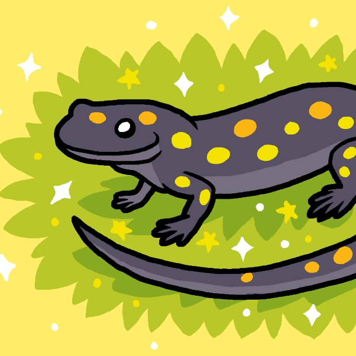 What Salamanders Are Not