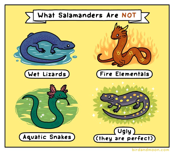 What Salamanders Are Not