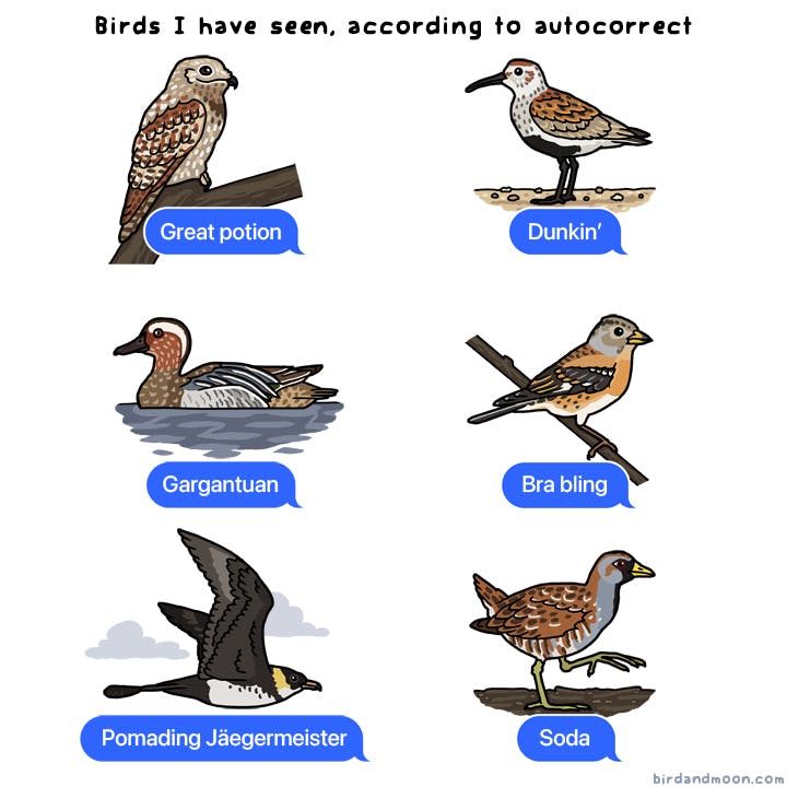 Autocorrect Birds