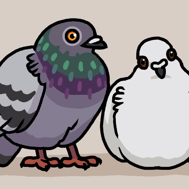 Babypigeonmysterythumb