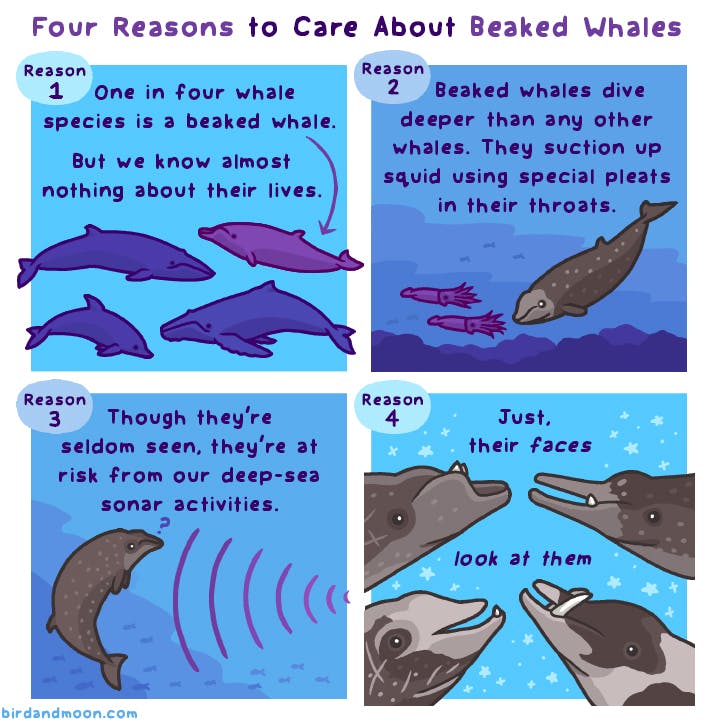 Beaked Whales