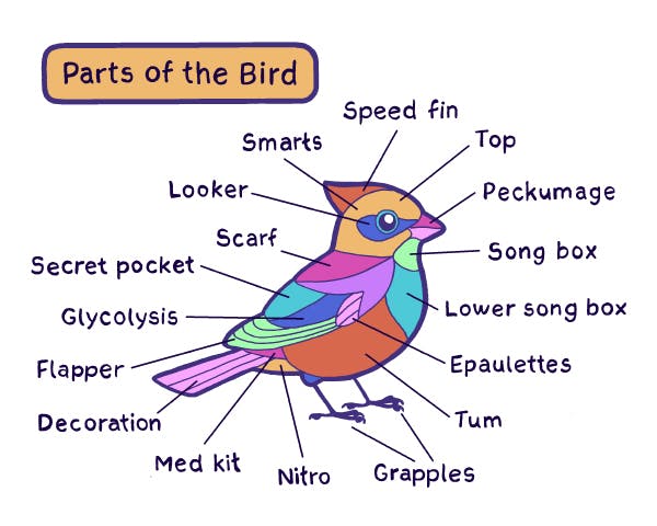 Parts of the Bird