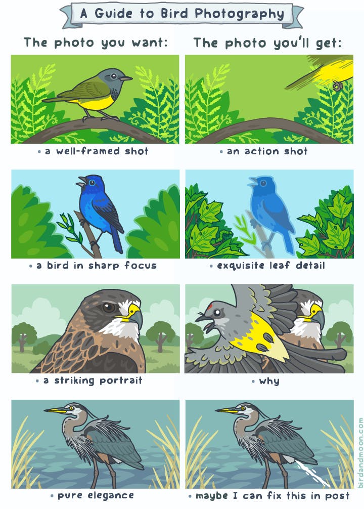 A Guide to Bird Photography