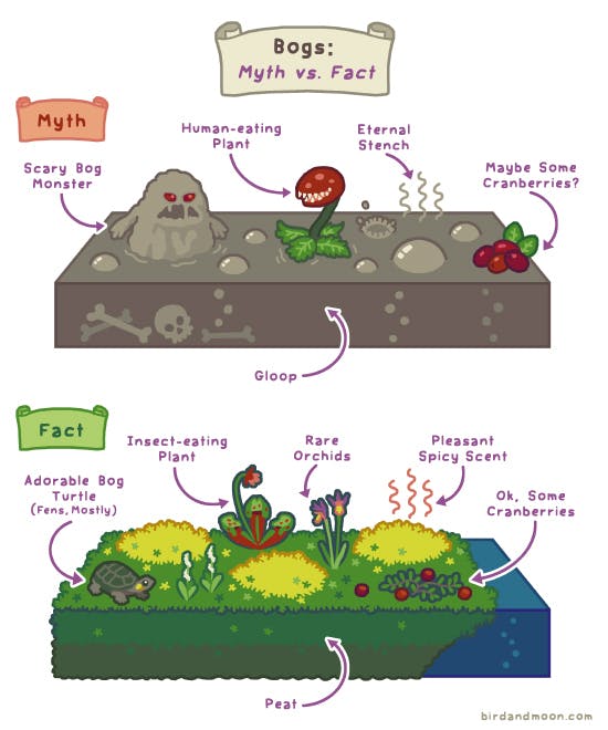 Bogs: Myth vs Fact