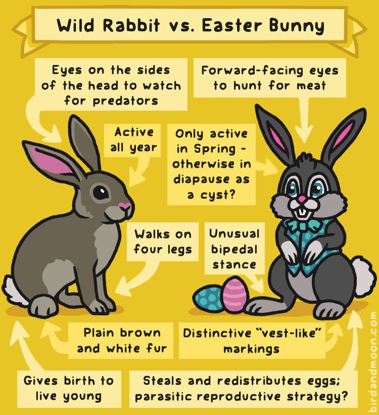 Wild Rabbit vs Easter Bunny