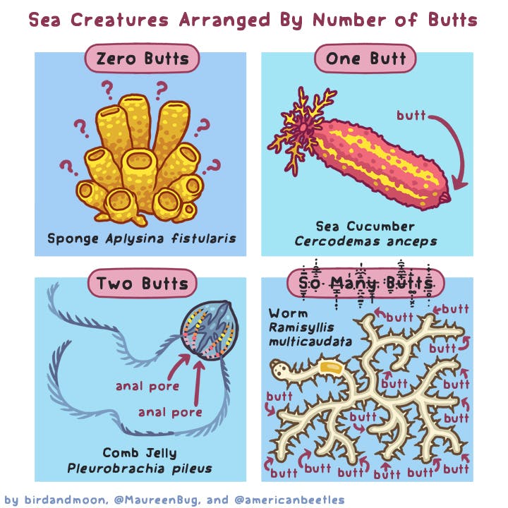 Sea Creature Butts