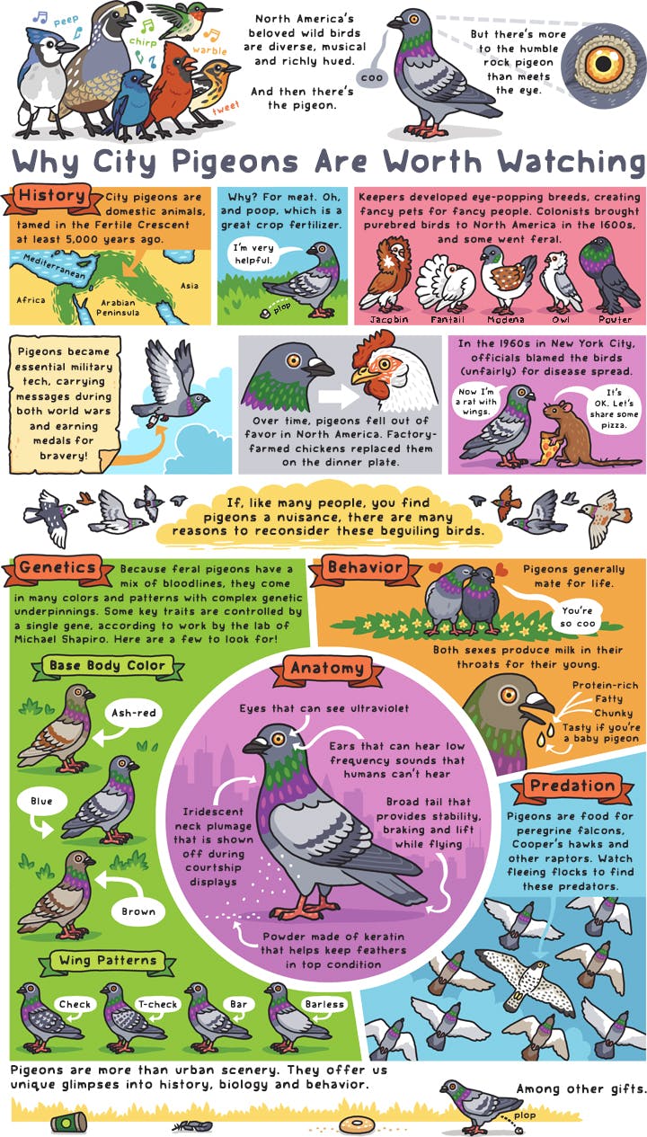 Why City Pigeons Are Worth Watching