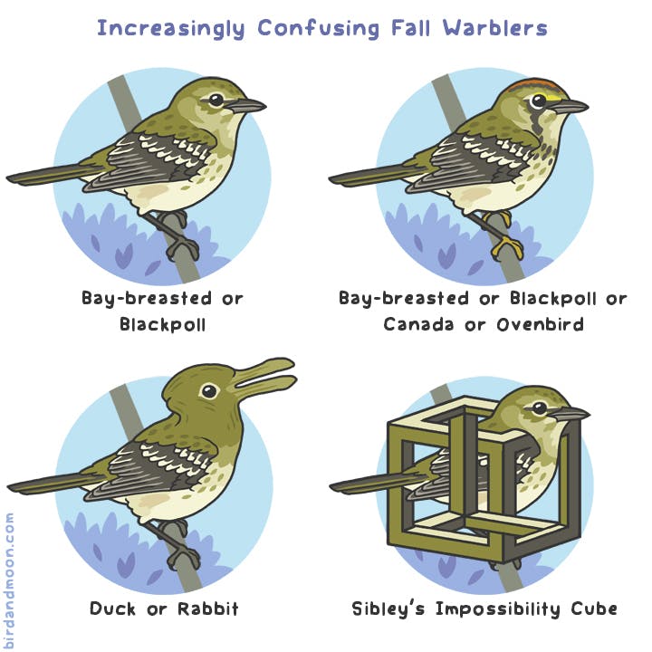 Increasingly Confusing Fall Warblers