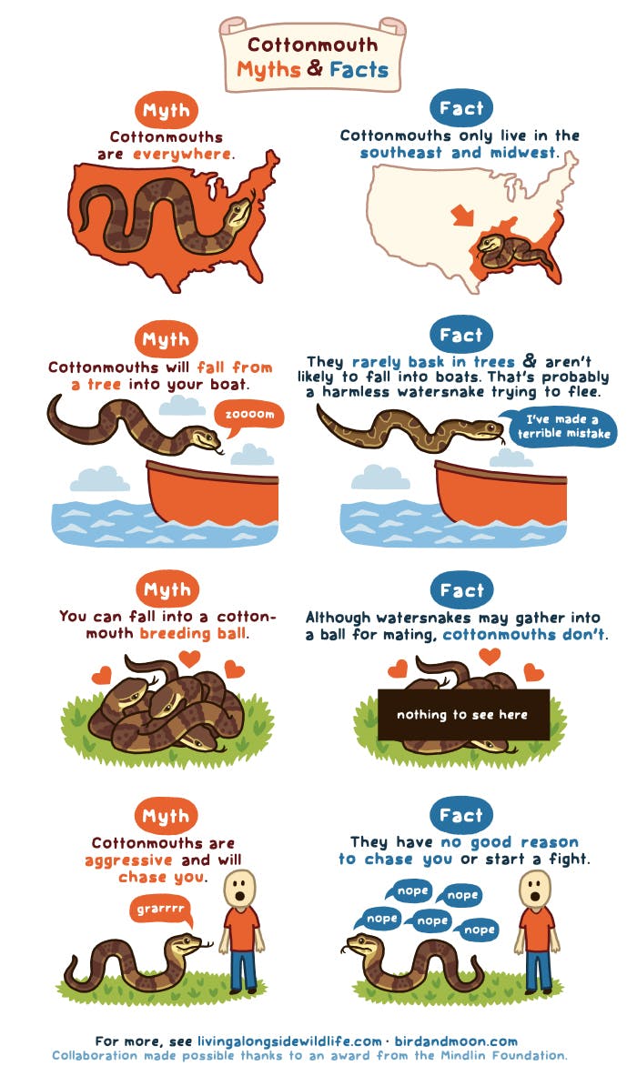 Cottonmouth Myths and Facts