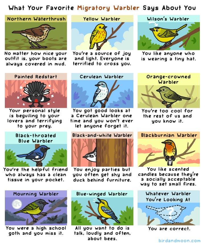 Favorite Migratory Warbler