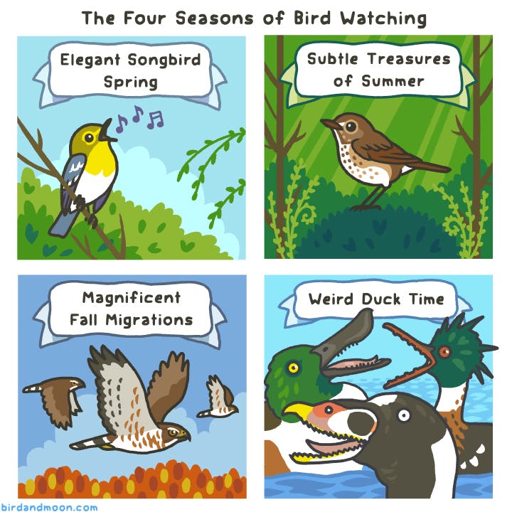 Four Seasons of Bird Watching