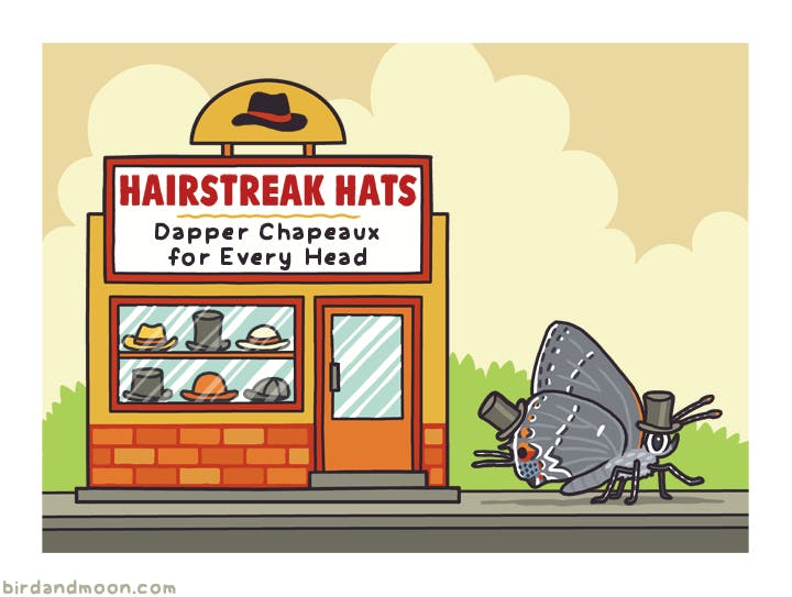Hairstreak Hats