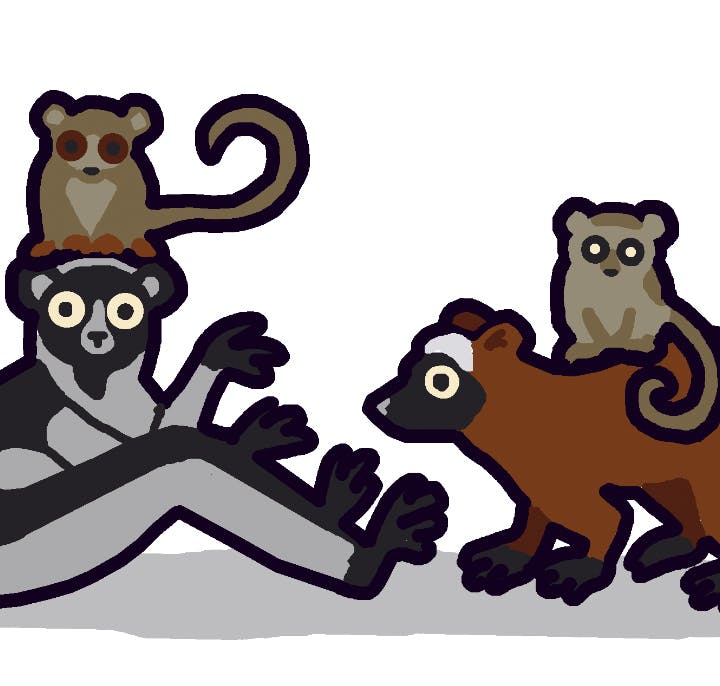 Saving Lemurs