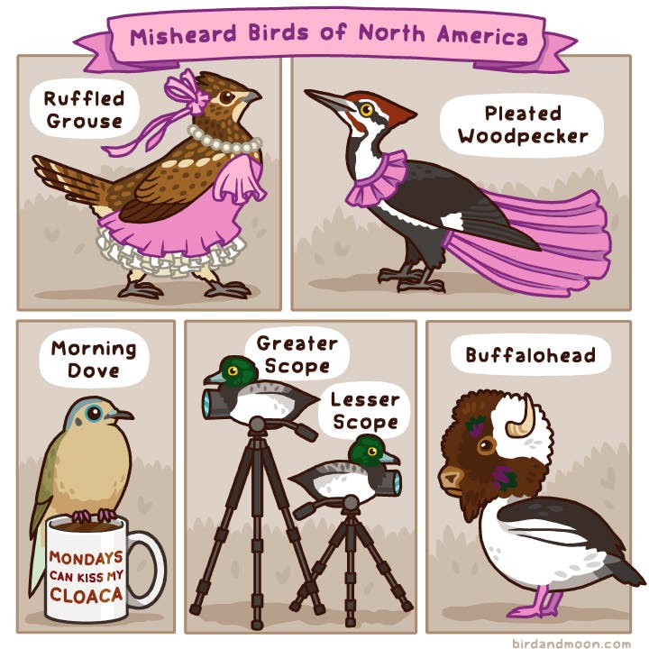 Misheard Birds of North America