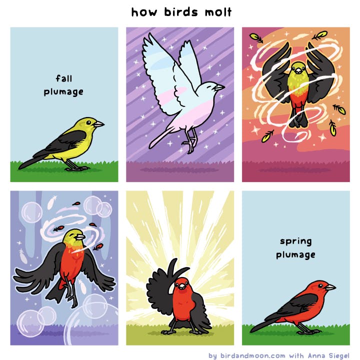 How Birds Molt