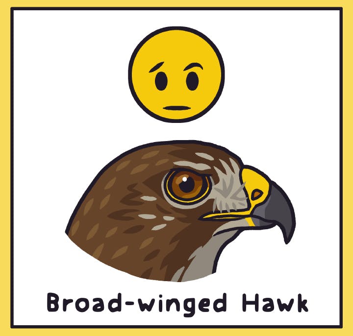 Hawk Moods