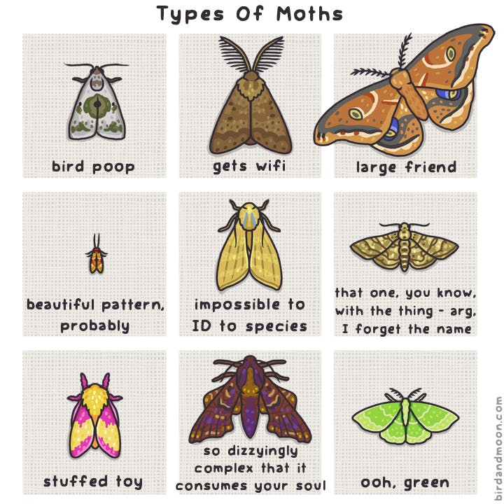 Types of Moths