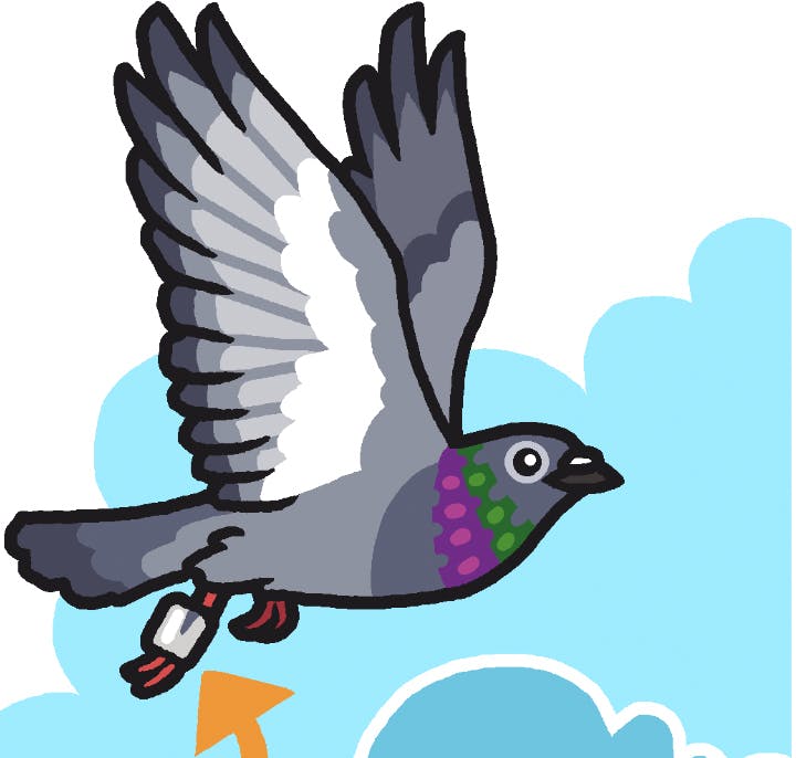 Why City Pigeons Are Worth Watching