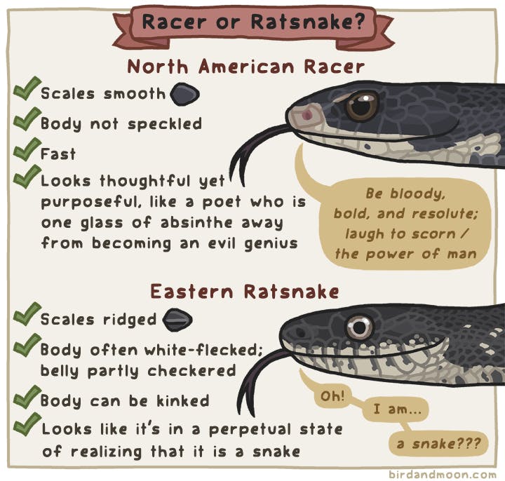 Ratsnake or Racer