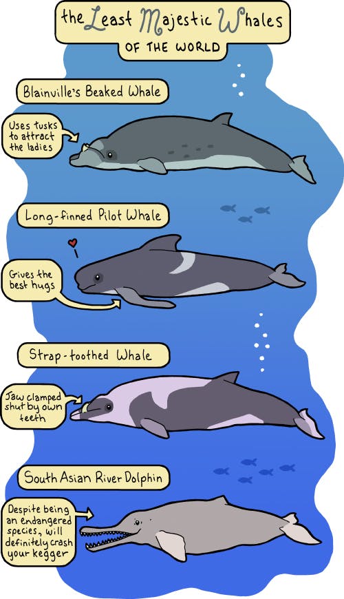 Least Majestic Whales