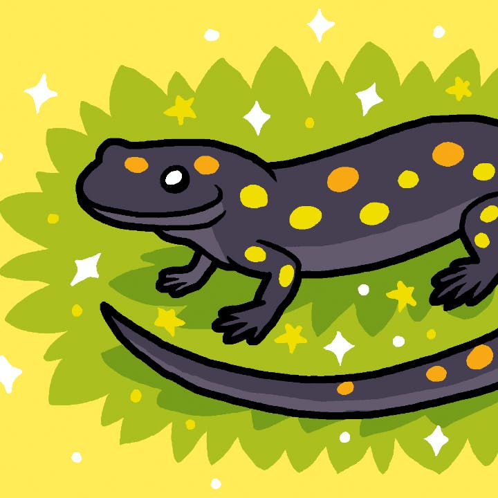 What Salamanders Are Not